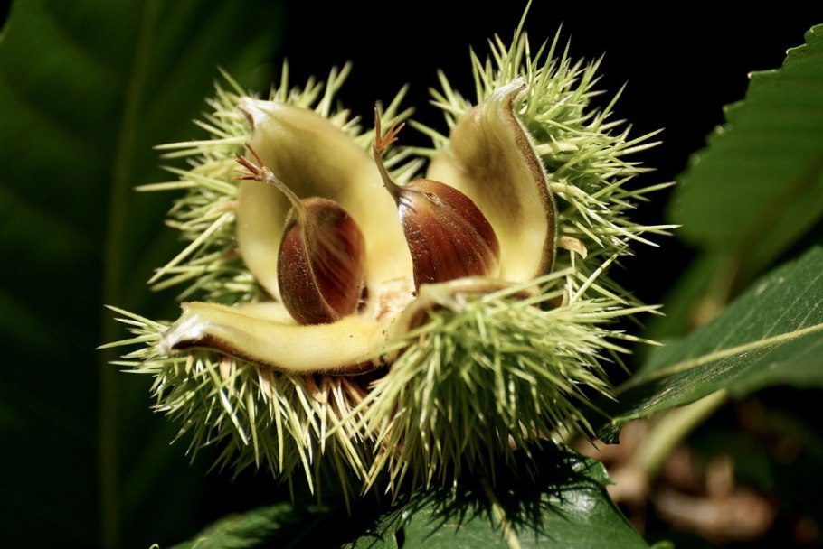Chestnut Shade перевод