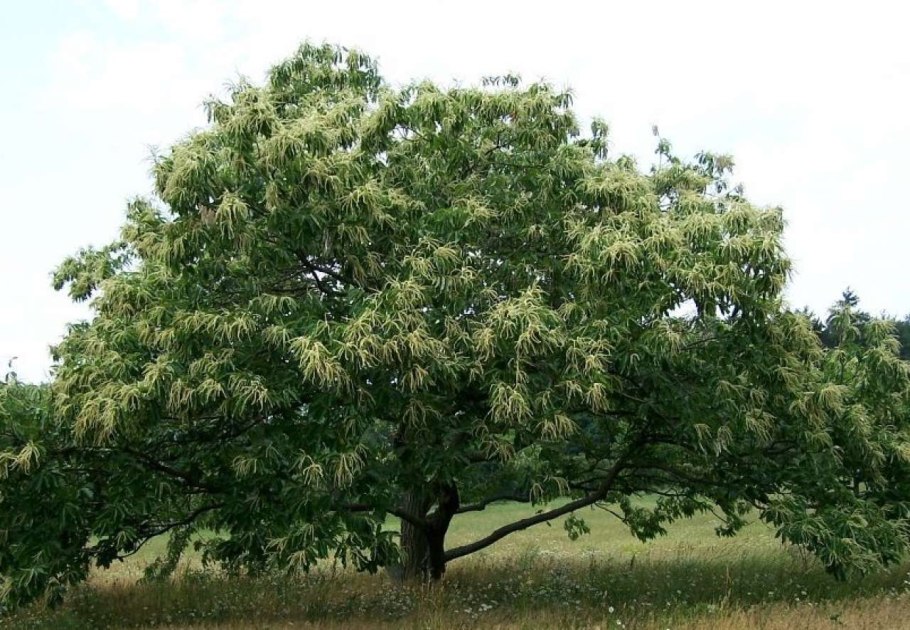 Castanea Sativa дерево