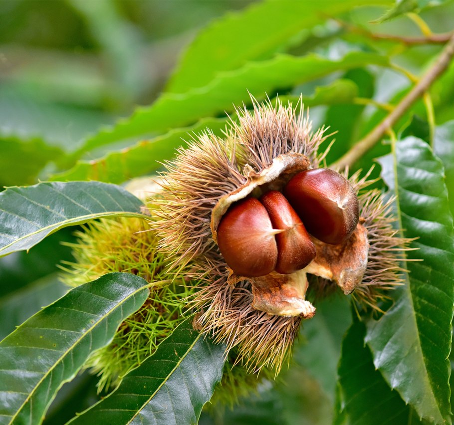 Castanea dentata дерево