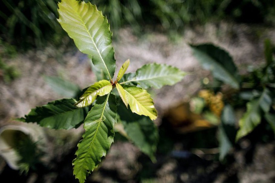 Here is an extract from the story under a Spreading Chestnut Tree about Henry Longfellow
