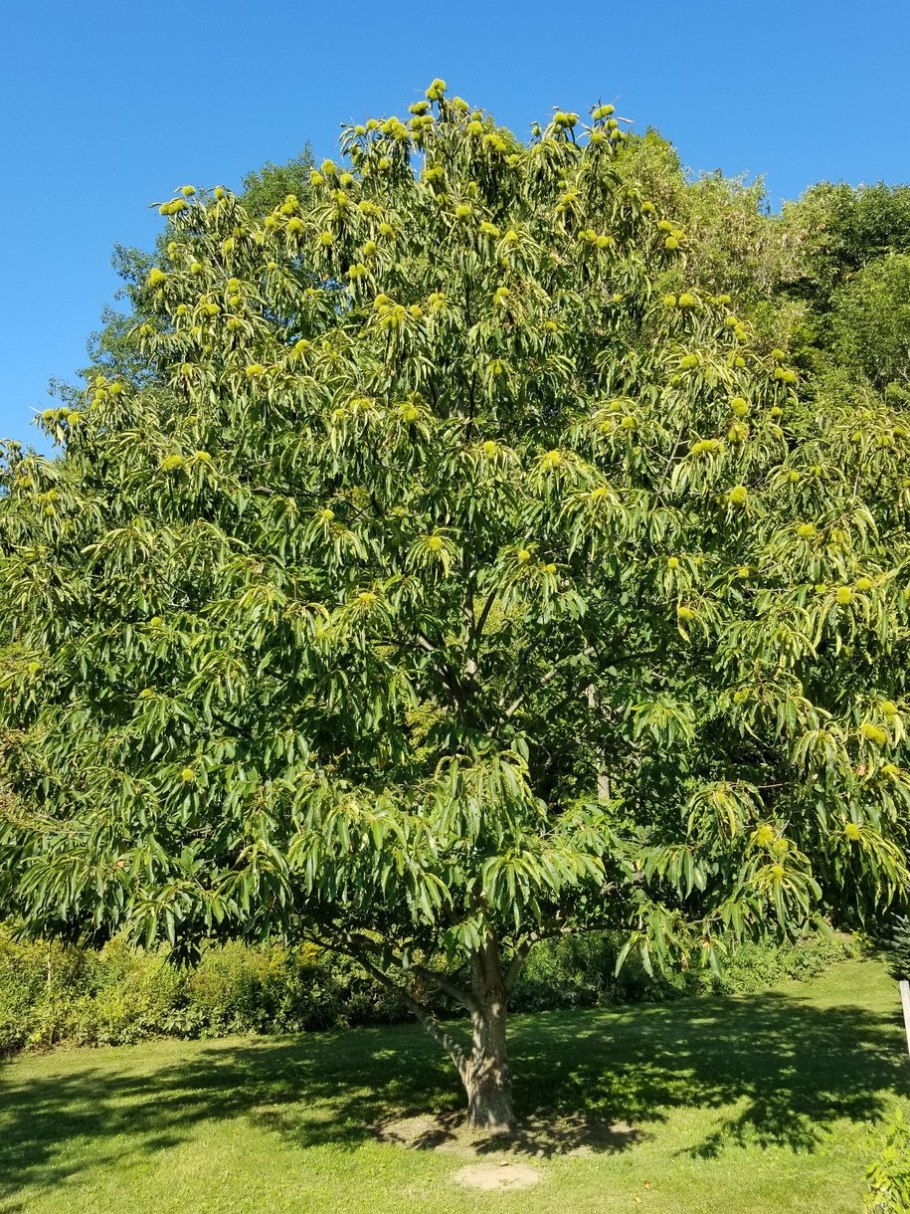 Американский каштан (Castanea dentata)