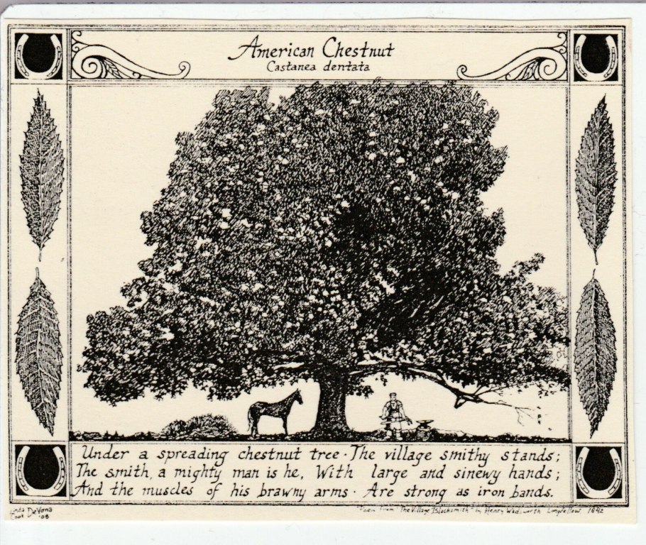 Американский каштан (Castanea dentata)