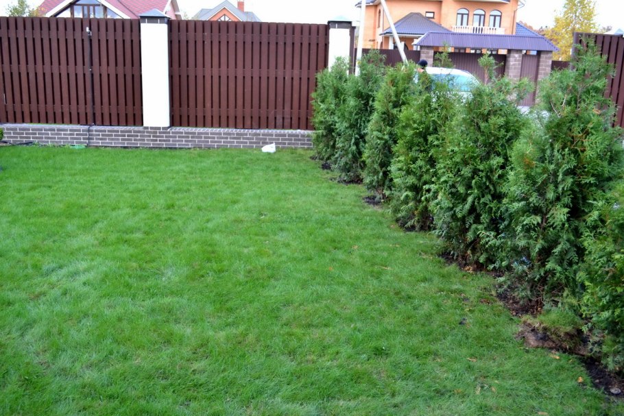 Плодовые кусты вдоль забора