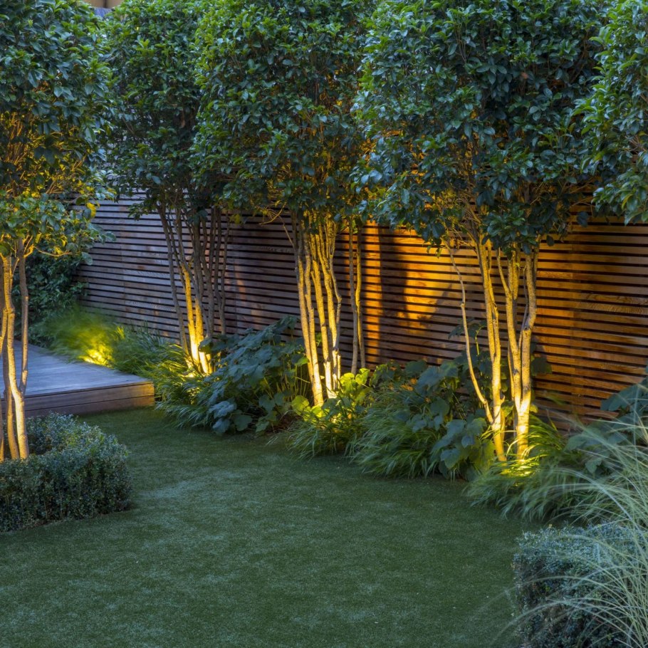 Деревья в дроль щабора