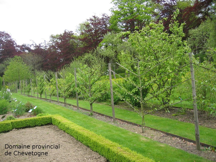 Черешня Пальметта