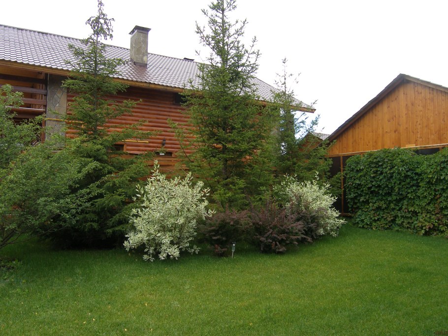 Вишня вдоль забора