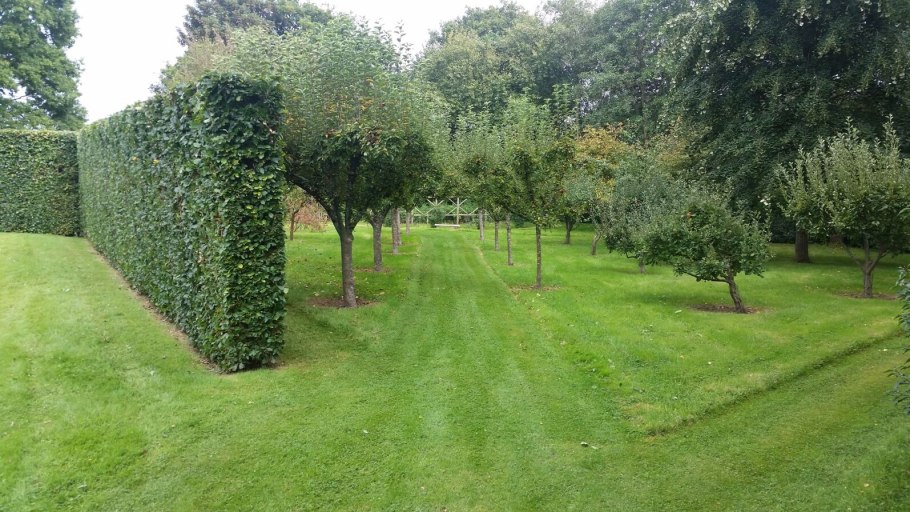 Плодовая изгородь в саду