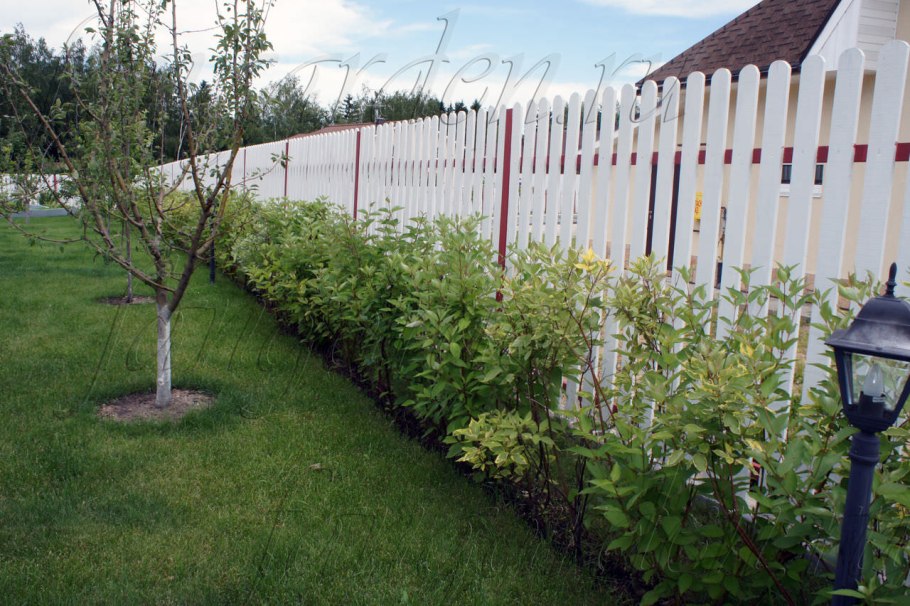 Живая изгородь клен малина