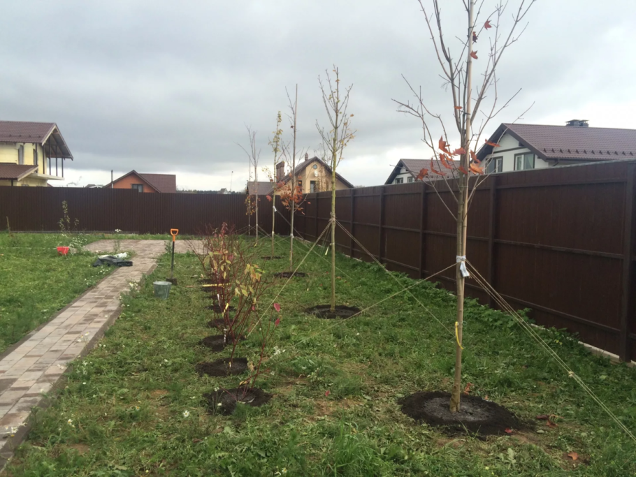 Плодовые кустарники на участке