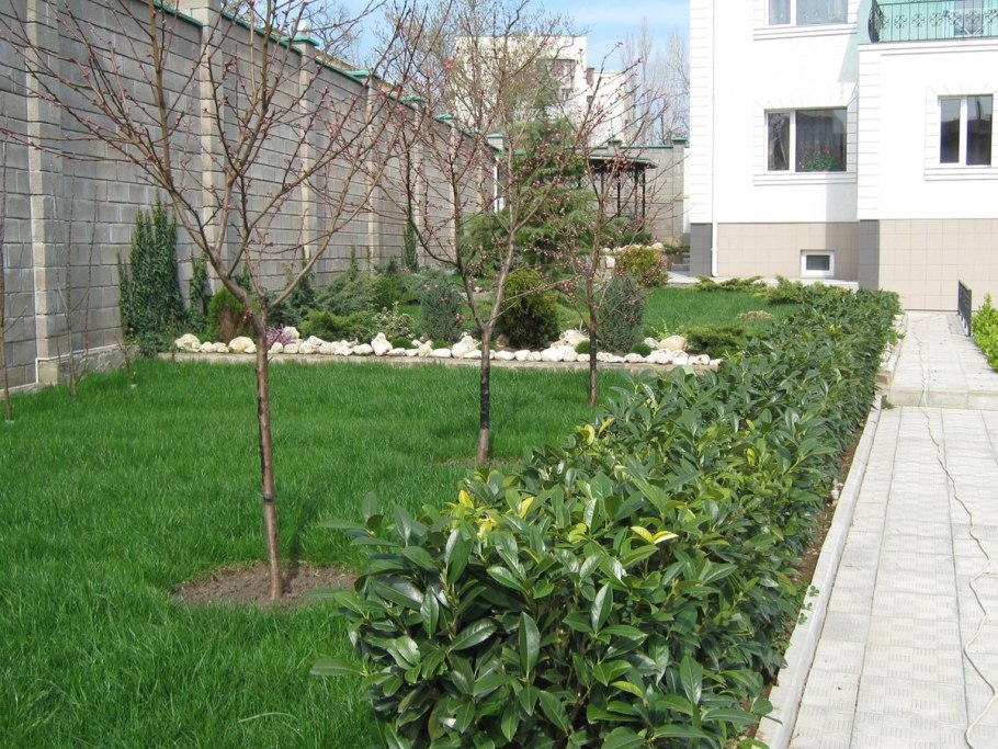 Посадка деревьев и кустарников на участке