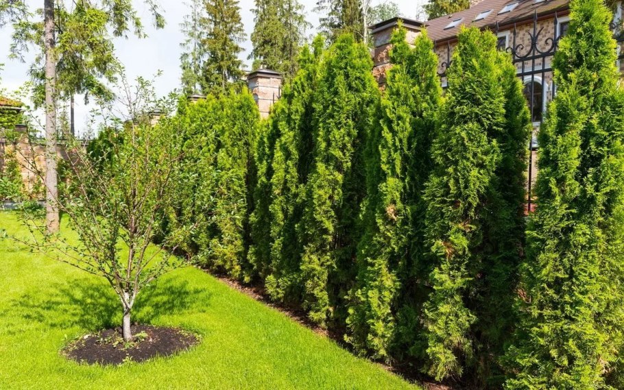 Туя Спиралис изгородь