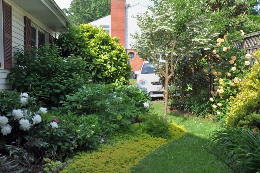 Кустарники на узком участке