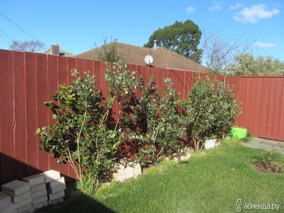 Плодовые кусты вдоль забора