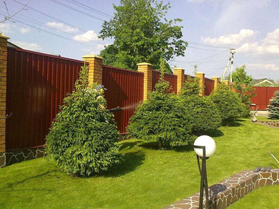 Деревья и кустарники на участке