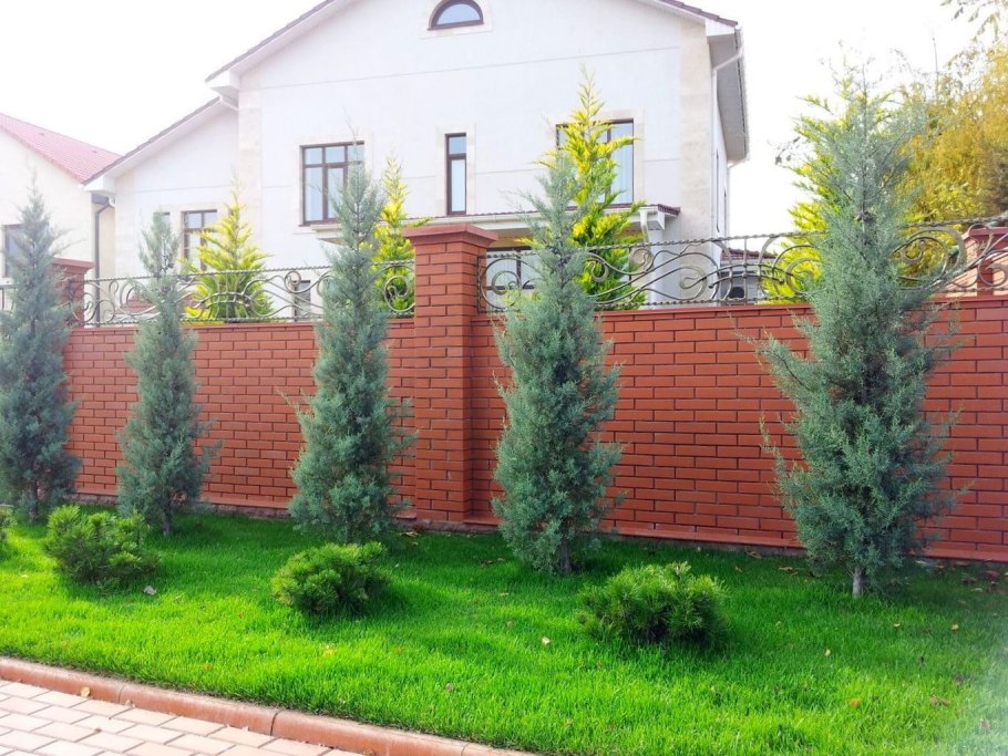 Ландшафт перед забором туя Смарагд и