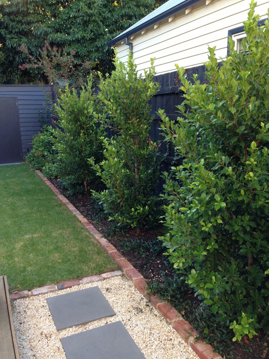 Голубика Садовая Живая изгородь