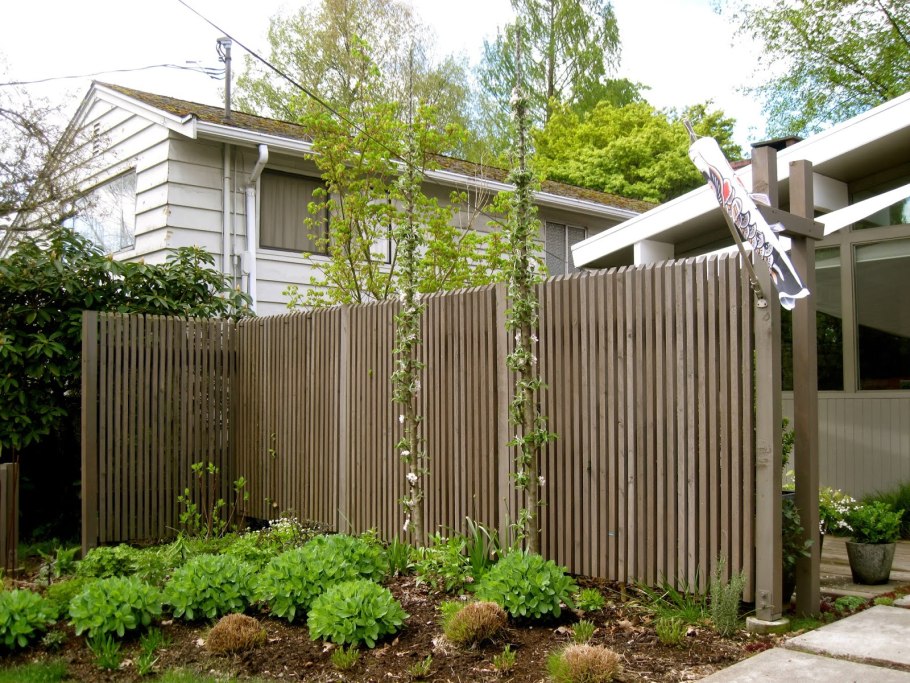 Колоновидные плодовые деревья вдоль забора