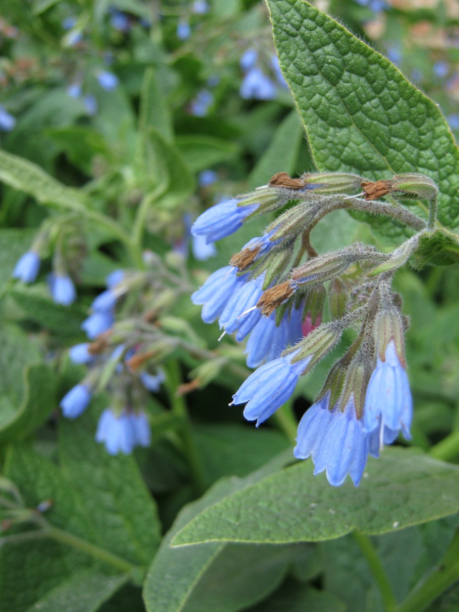 Окопник Symphytum grandiflorum