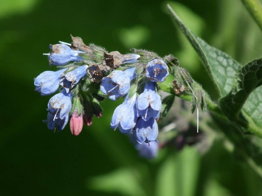 Symphytum officinale окопник