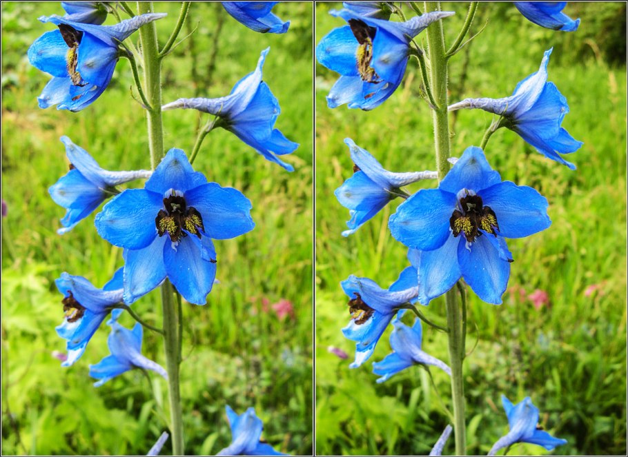 Окопник кавказский