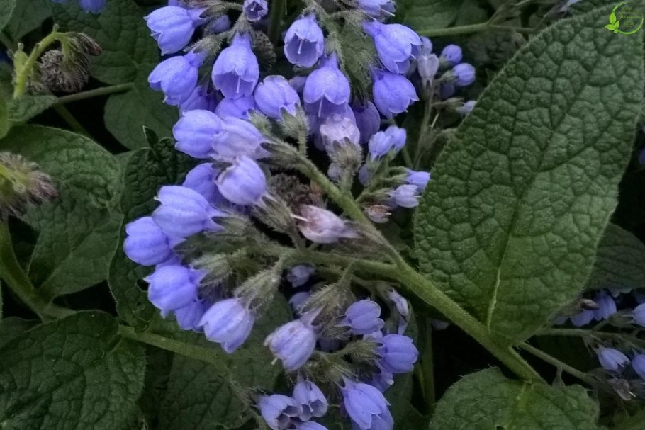 Окопник Медуница