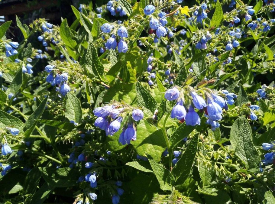 Окопник Symphytum grandiflorum