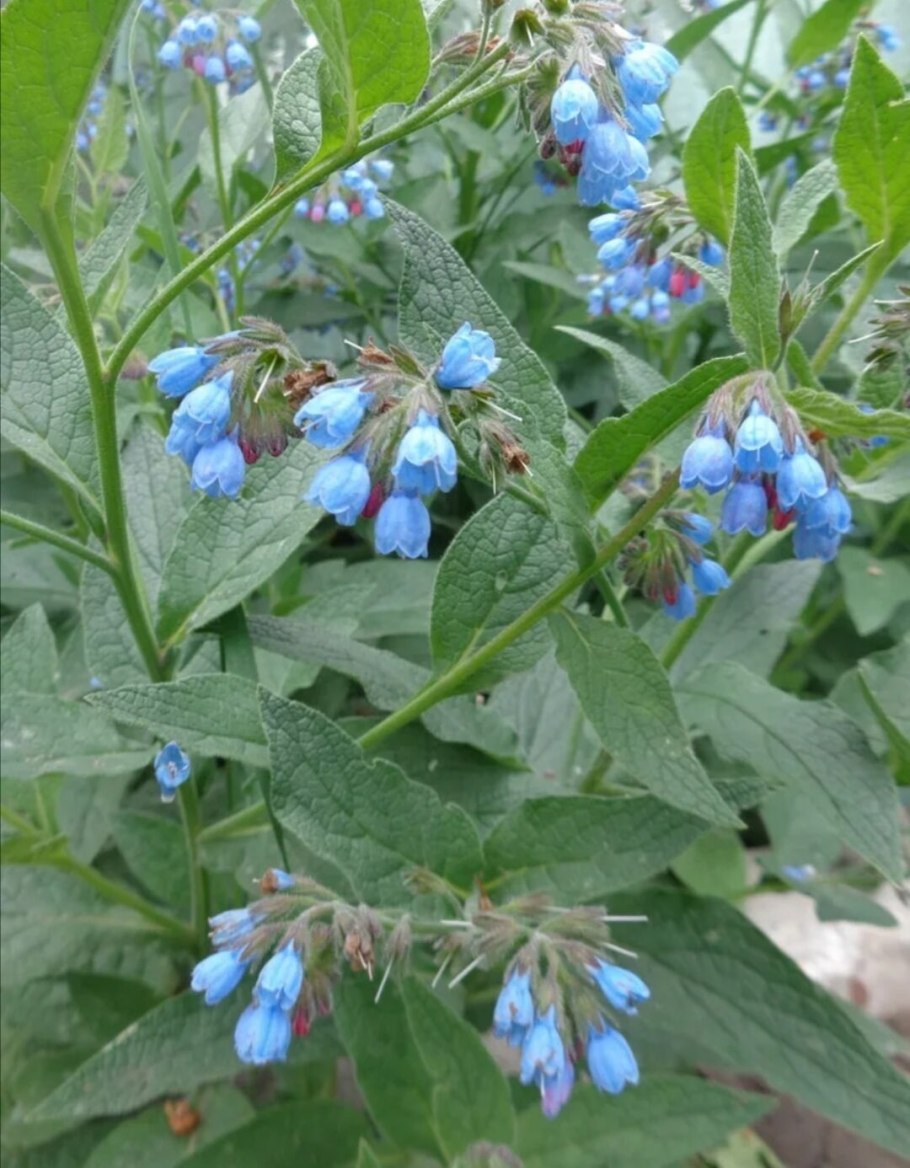 Живокост лекарственный окопник