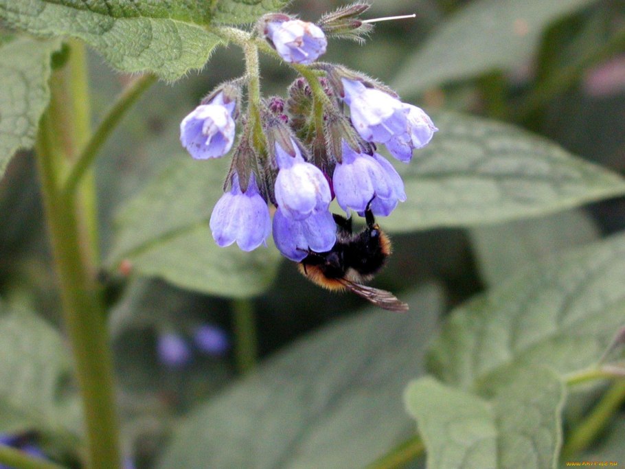 Окопник Медуница