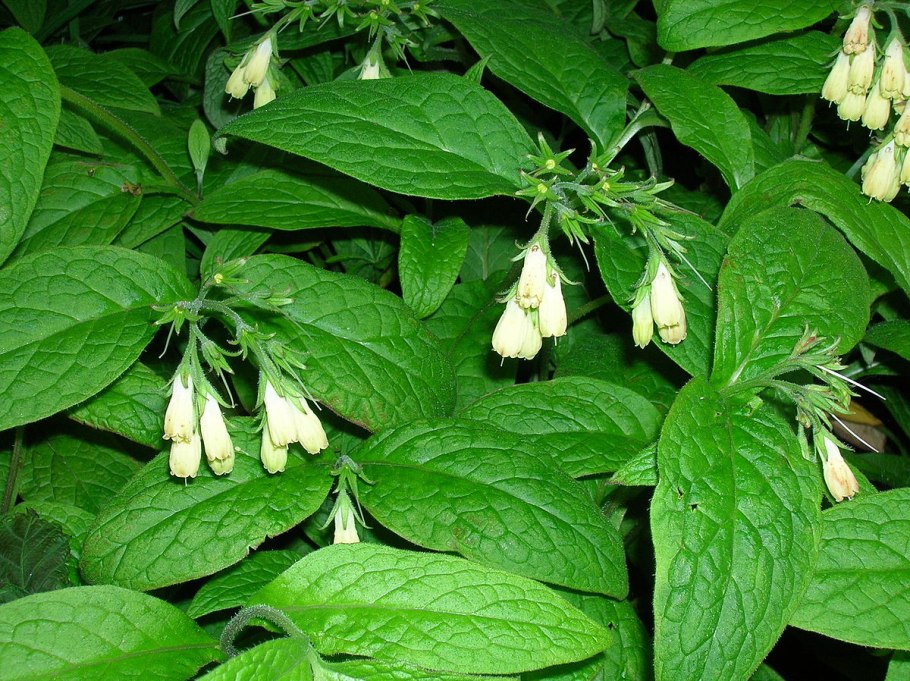 Symphytum officinale окопник