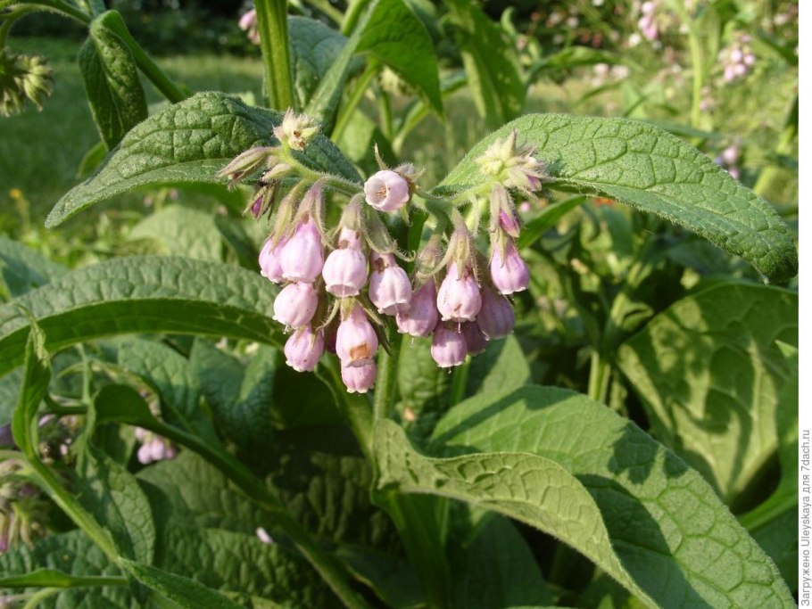 Трава окопник живокость