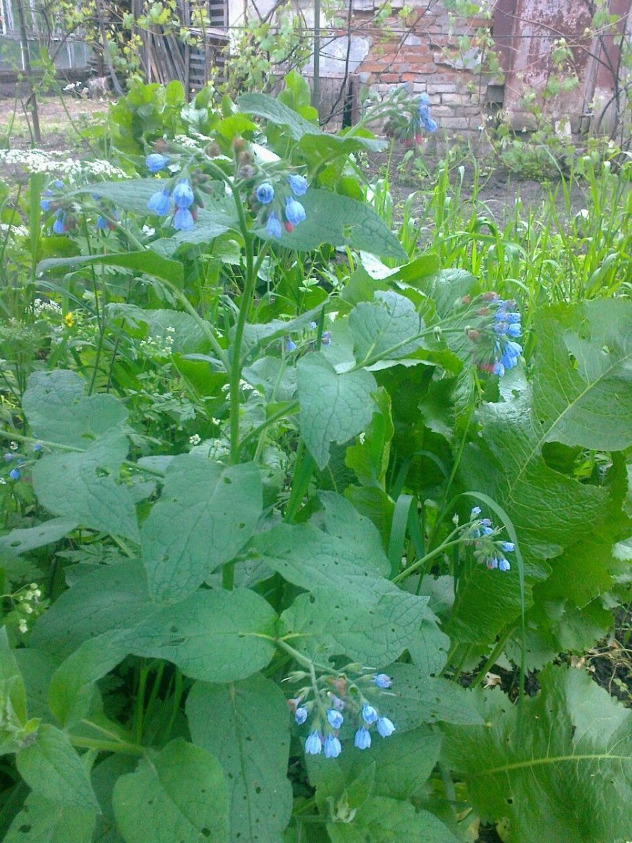 Живокост окопник растение