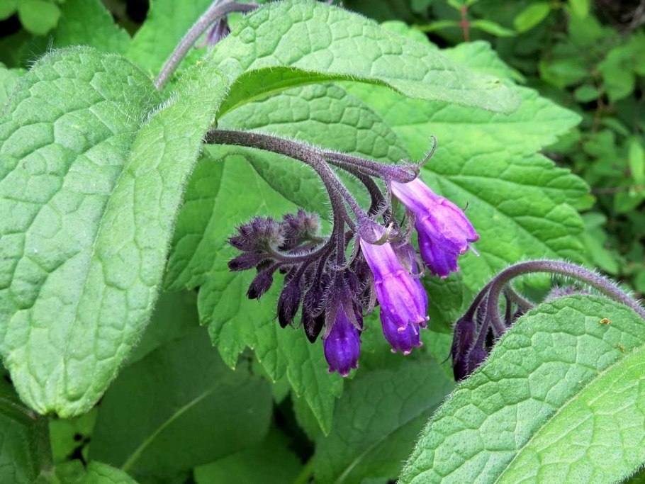 Растение окопник лекарственный