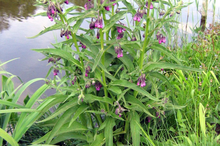 Symphytum officinale окопник