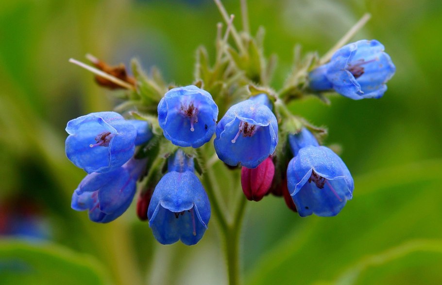 Окопник (Symphytum)