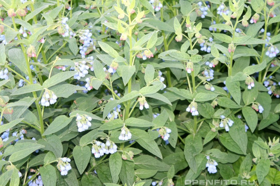 Листва окопник кавказский