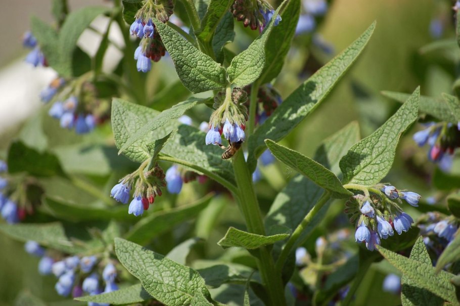 Окопник лекарственныи