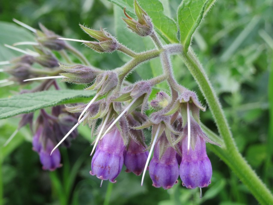 Окопник соцветие