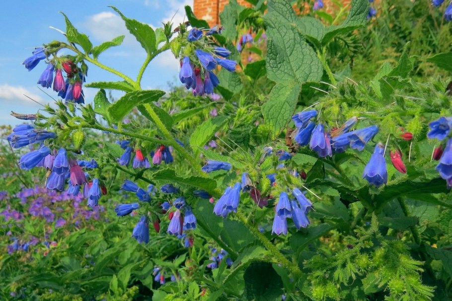 Окопник растение