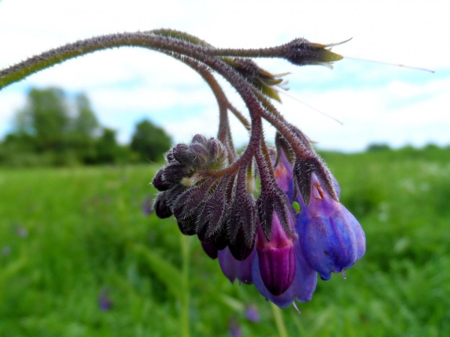 Окопник крупноцветковый (Symphytum grandiflorum &#96;Hidcote Blue&#96;)