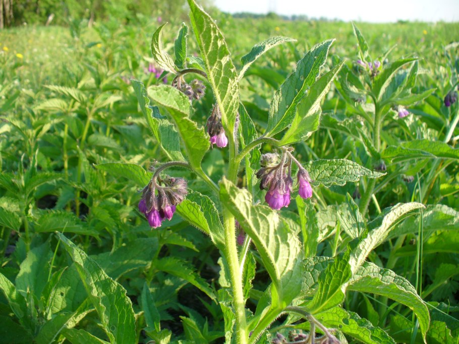 Окопник лекарственныи