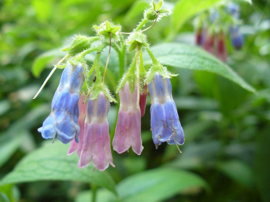 Окопник растение