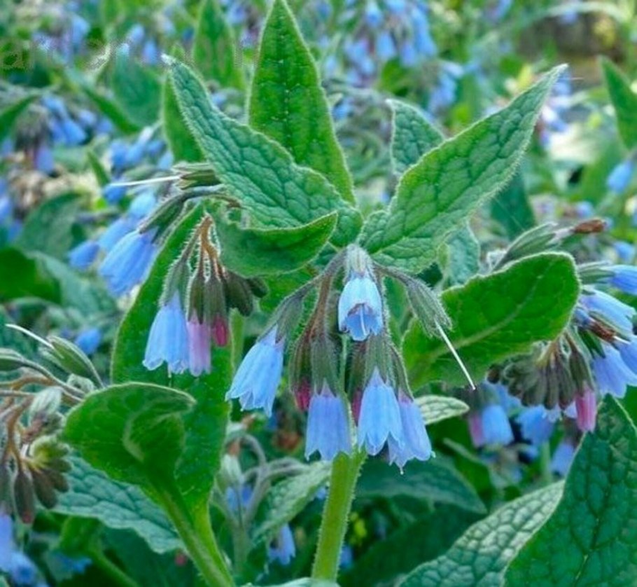 Symphytum officinale окопник