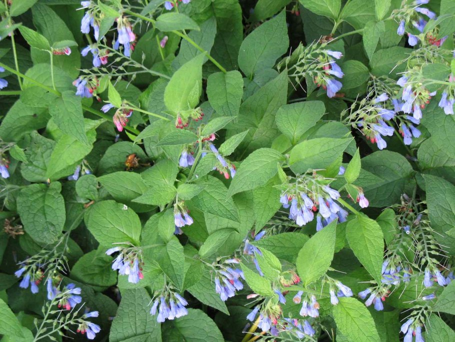 Окопник лекарственный (обыкновенный)