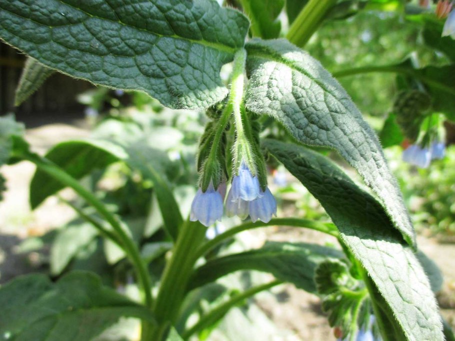 Окопник цветок