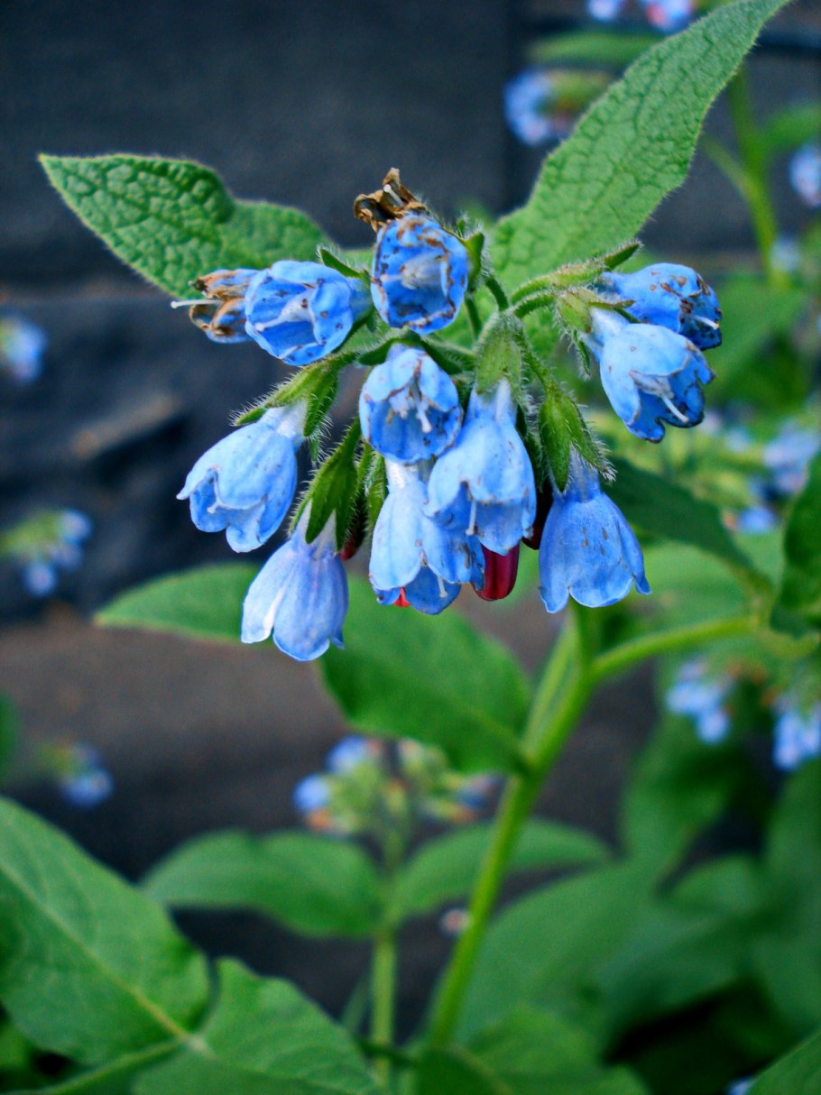 Окопник чай