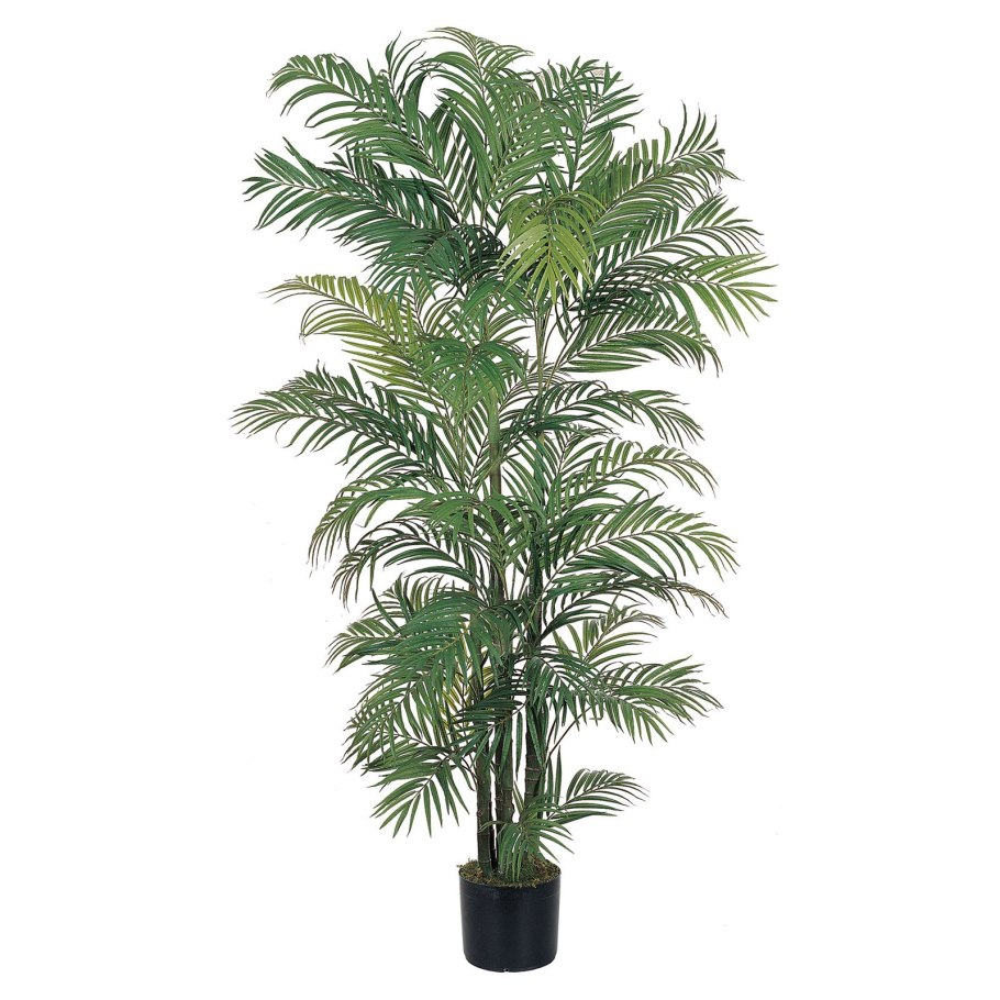 Молочай беложильчатый