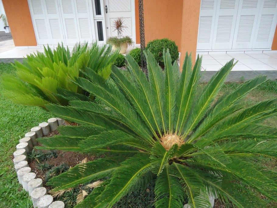 Комнатное растение похожее на пальму