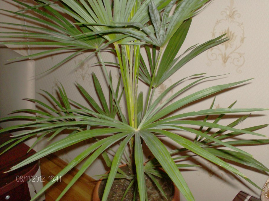 Пальмовидные листья