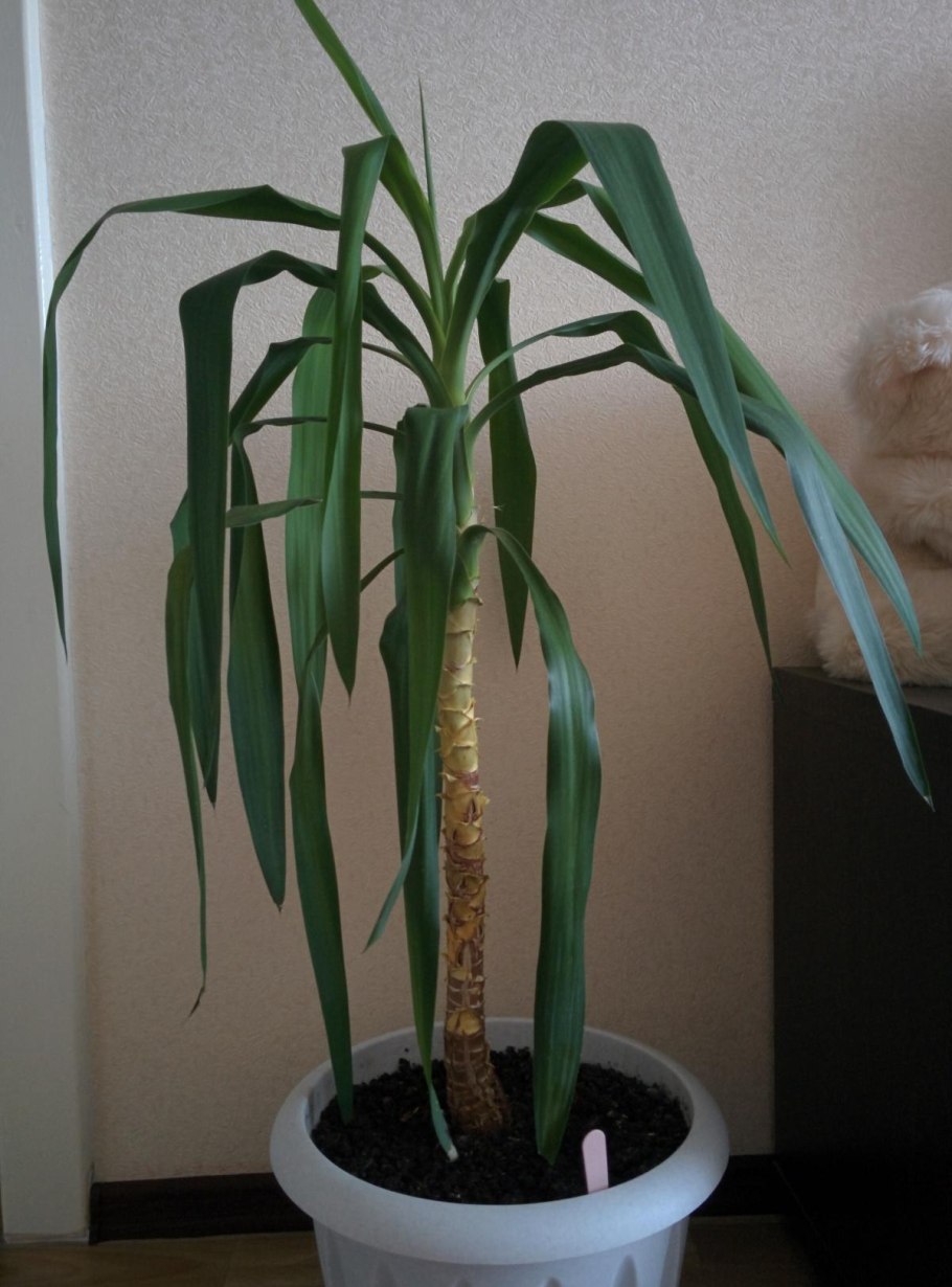 Растения похожие на пальмы зимой