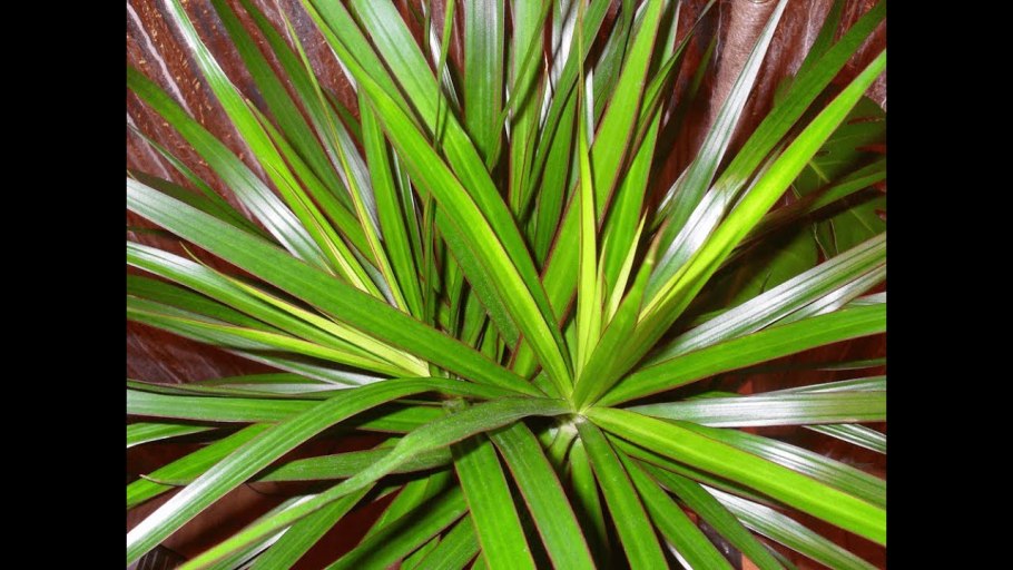 Драцена с длинными узкими листьями